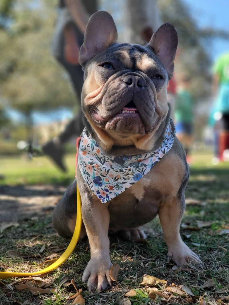 Juniper - FEARLESS FRENCHIES